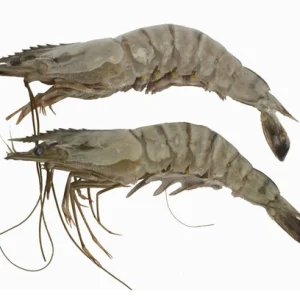 Krewetka surowa z/gł cała 16-20 1000g 10szt./k. Owoce Morza